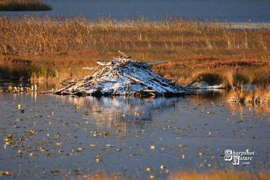 Beaver Hut