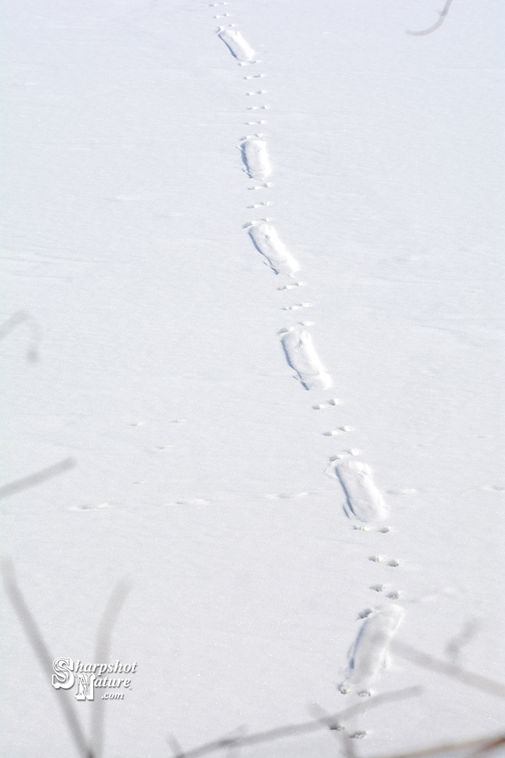 River Otter Tracks