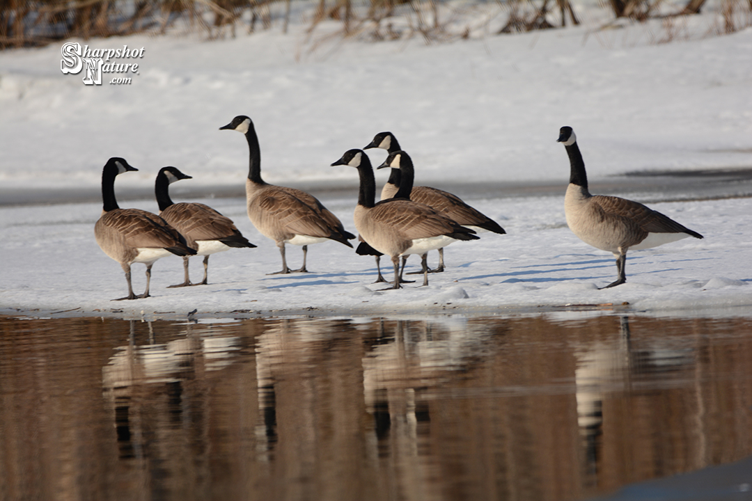 Canada Goose