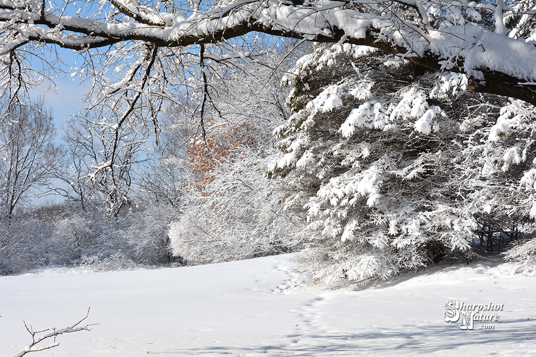 Winter Scene