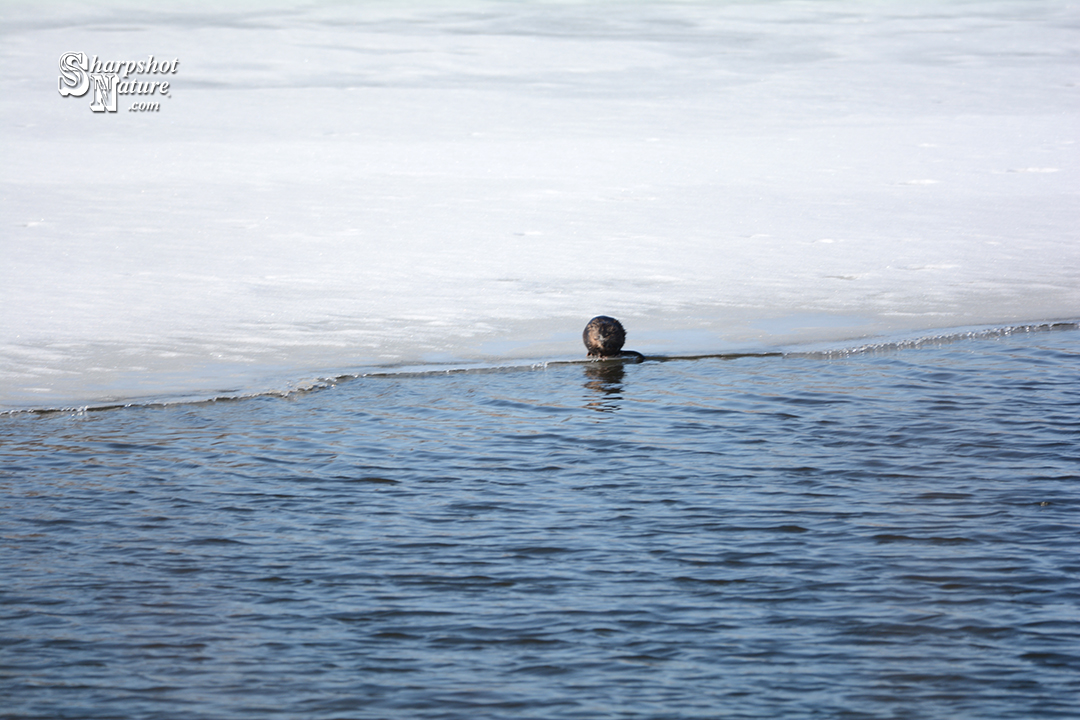 Muskrat