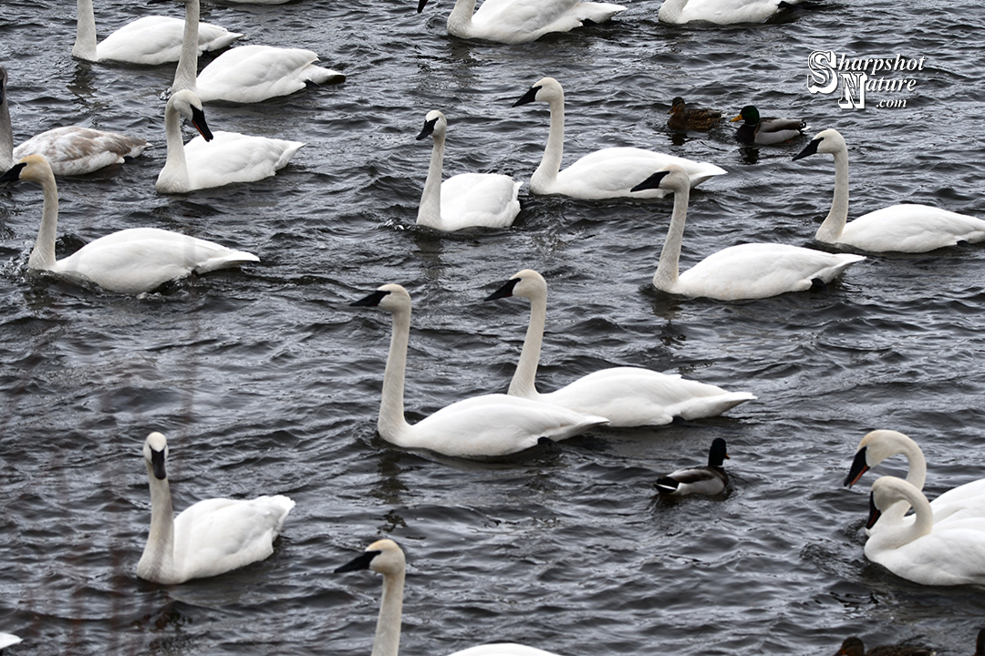 Trumpeter Swan