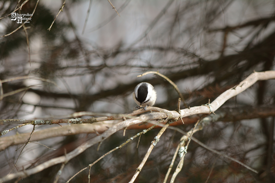 Chickadee