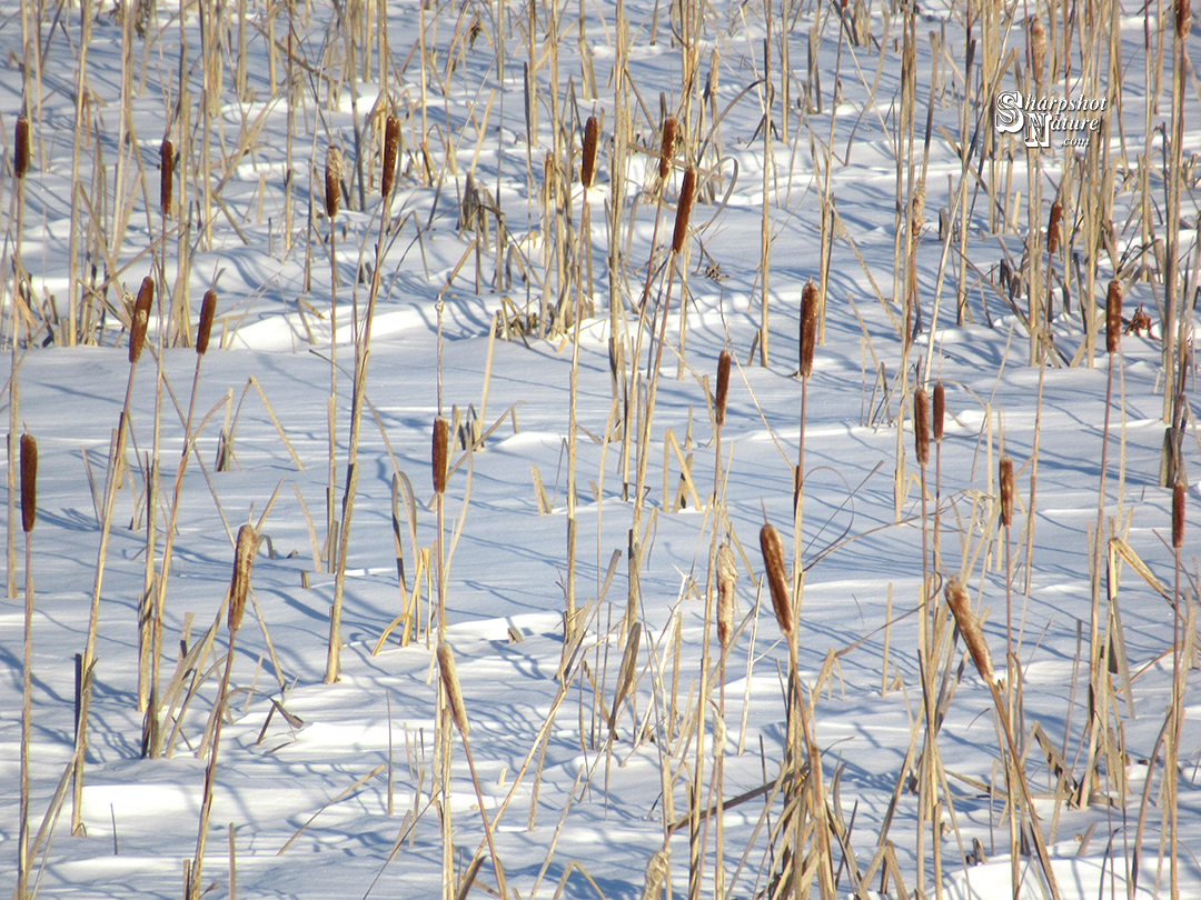 Cattail