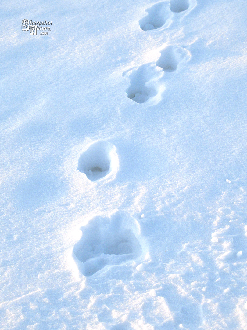 Red Fox Tracks