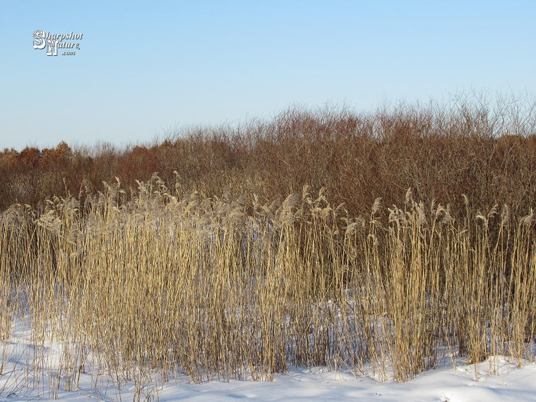 Pampas Grass