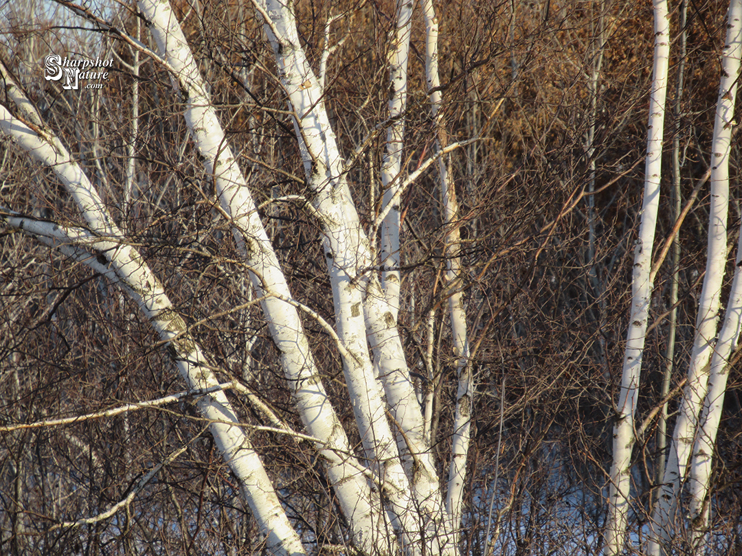 Birch Tree