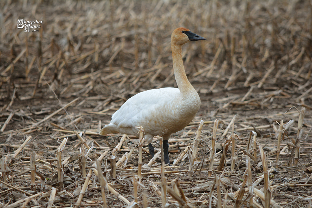 Trumpeter Swan