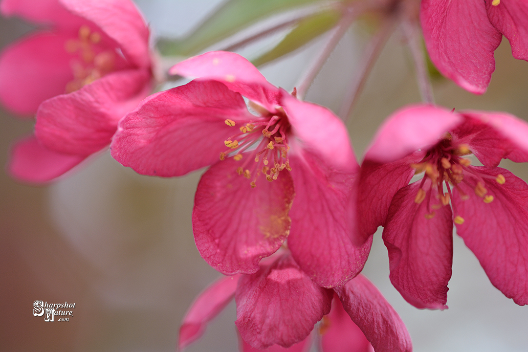 Crab-apple Blossom