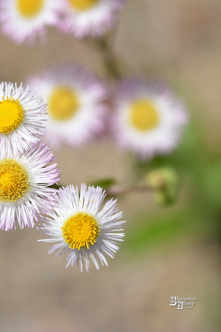 Aster