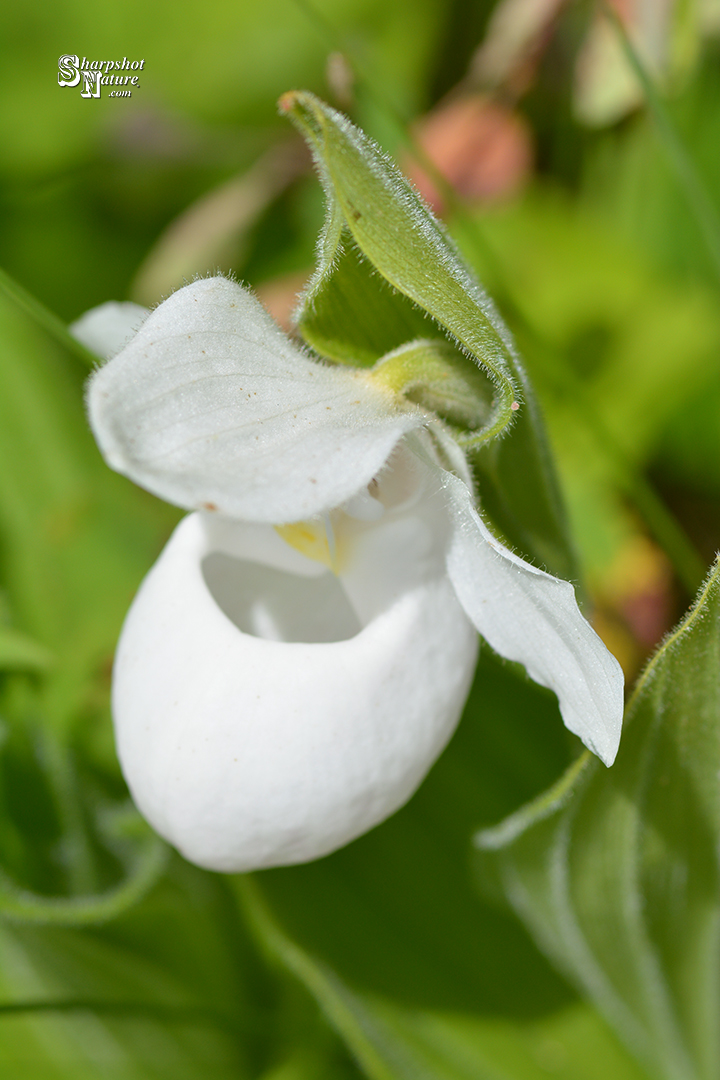 White Lady's Slipper