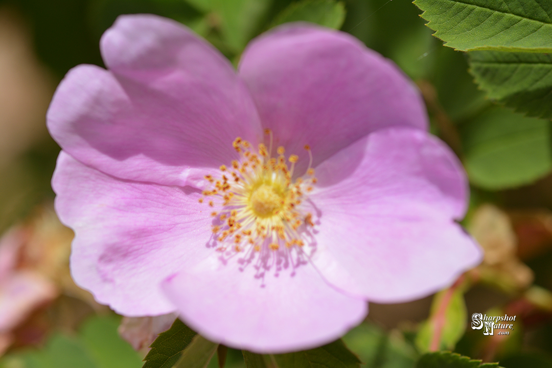 Wild Rose