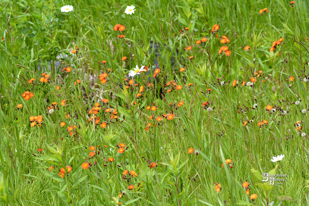 Orange Hawkweed