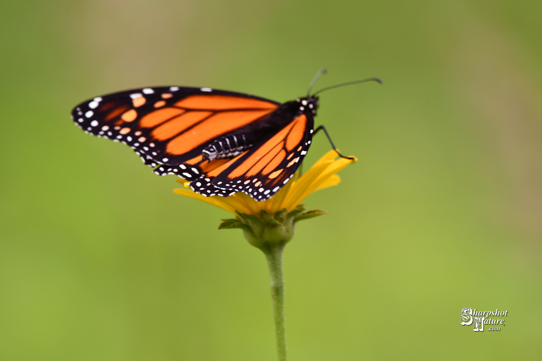 Monarch Monday