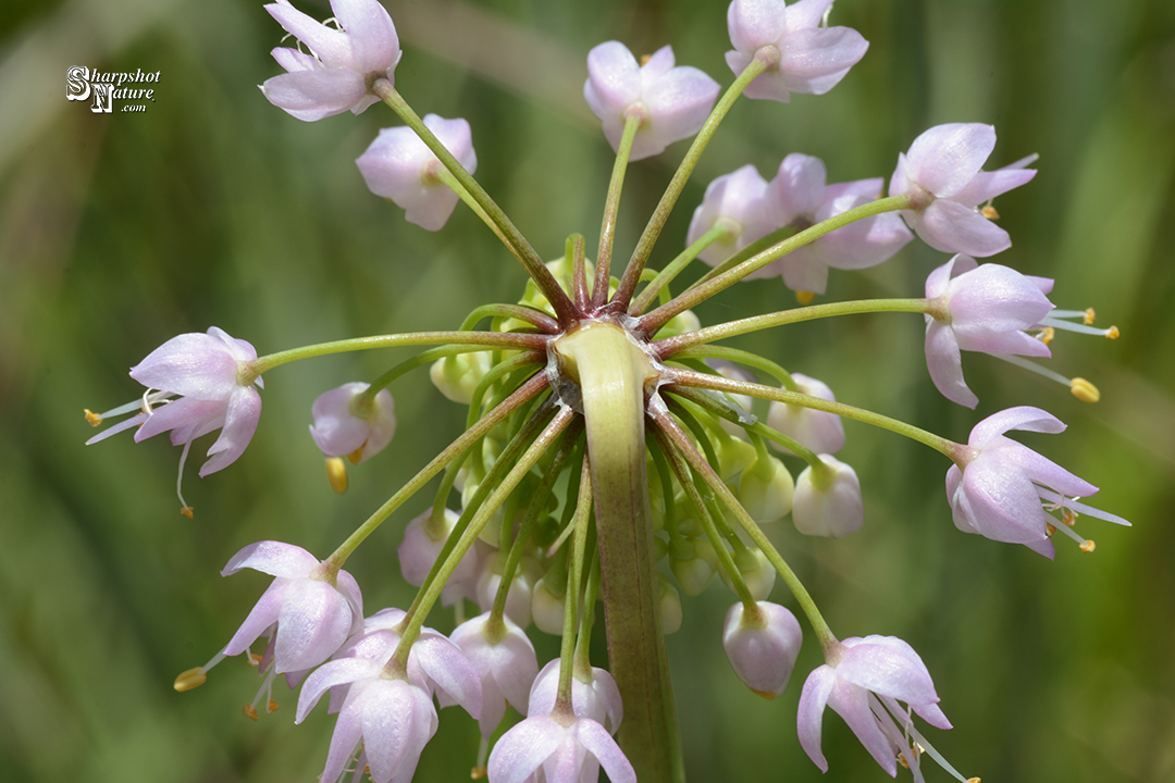 Nodding Pink Onion