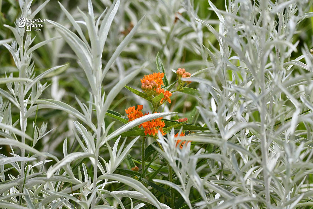 Butterfly Weed