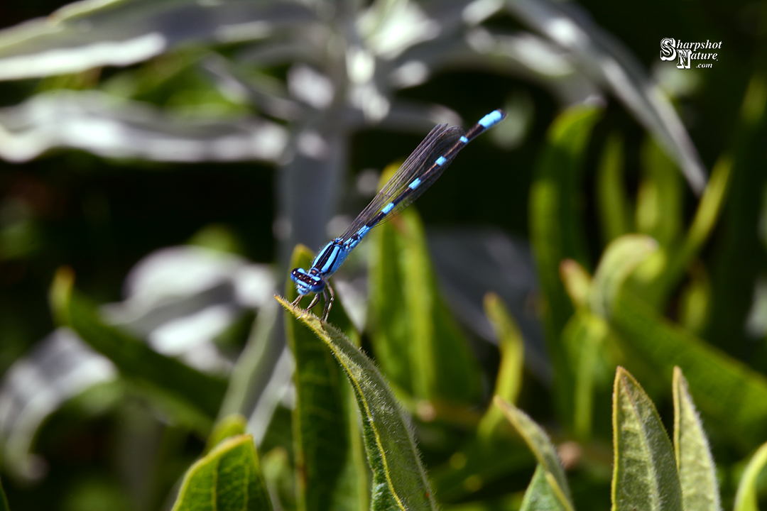 Damselfly