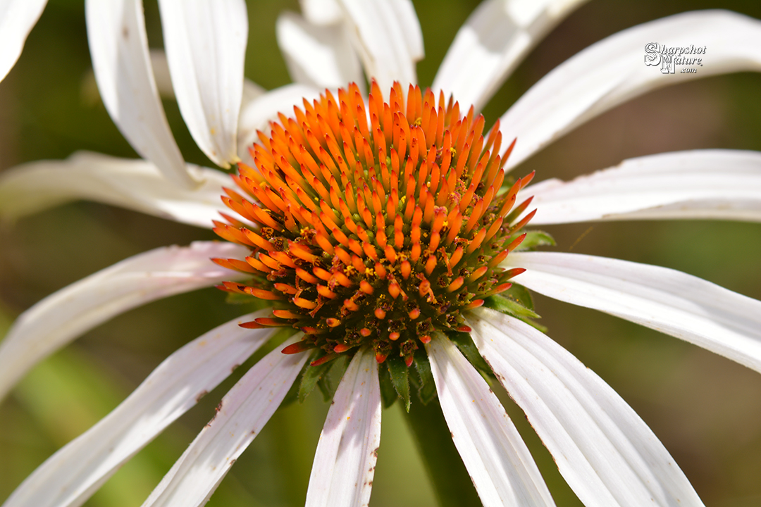 White Coneflower