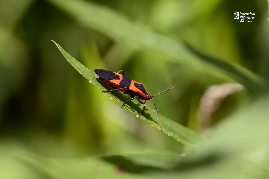Milkweed Bug