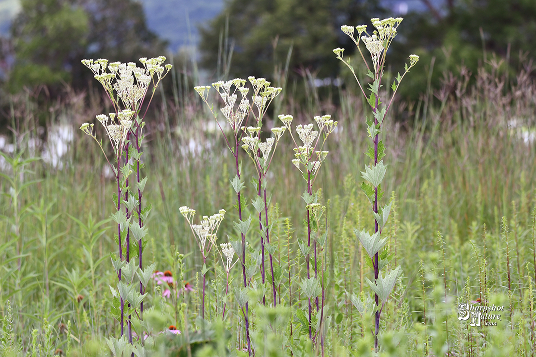 Prairie Indian Plantain