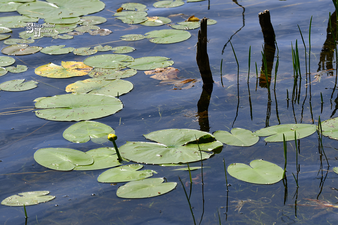 Water Lily