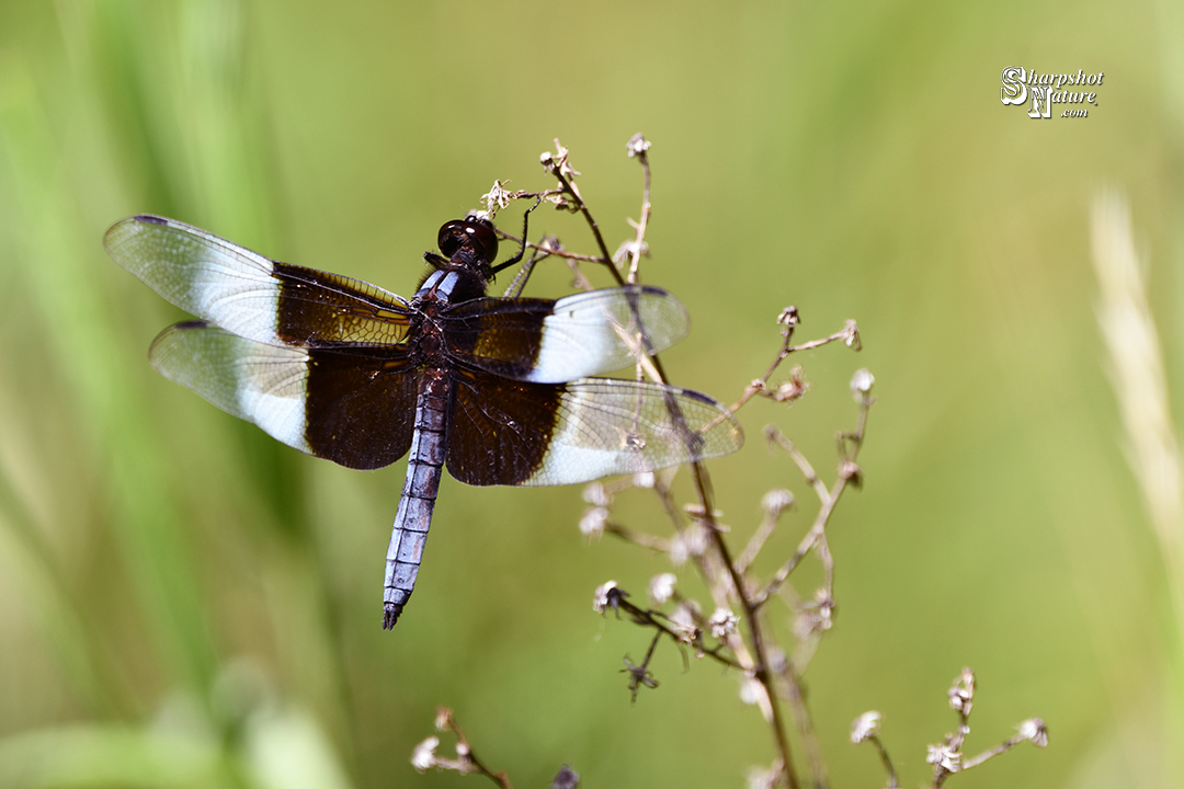 Dragonfly