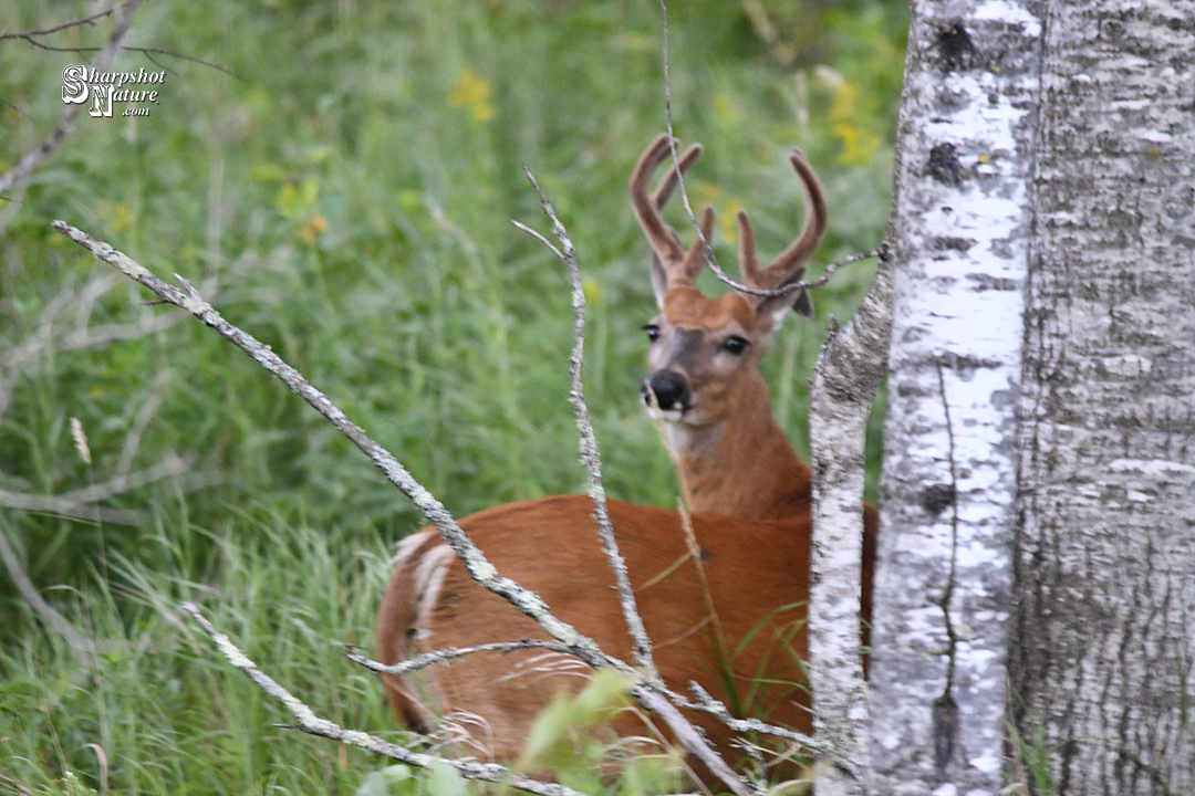 White-tailed Deer
