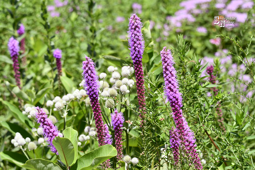 Prairie Blazing Star