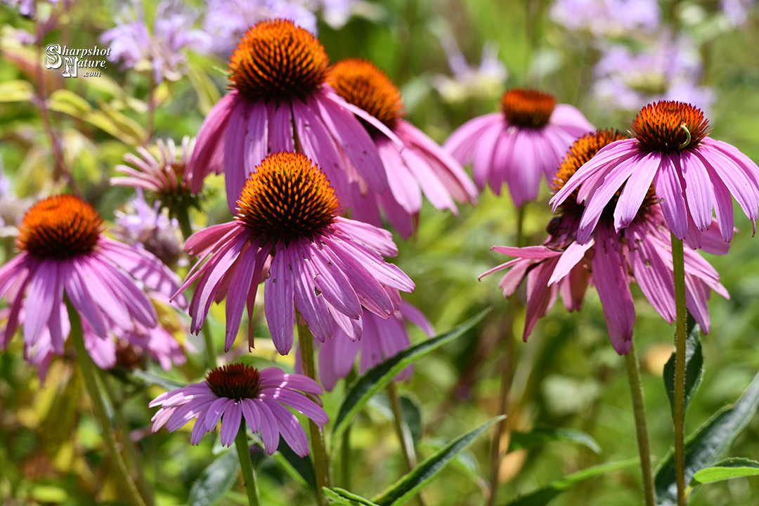 Purple Coneflower