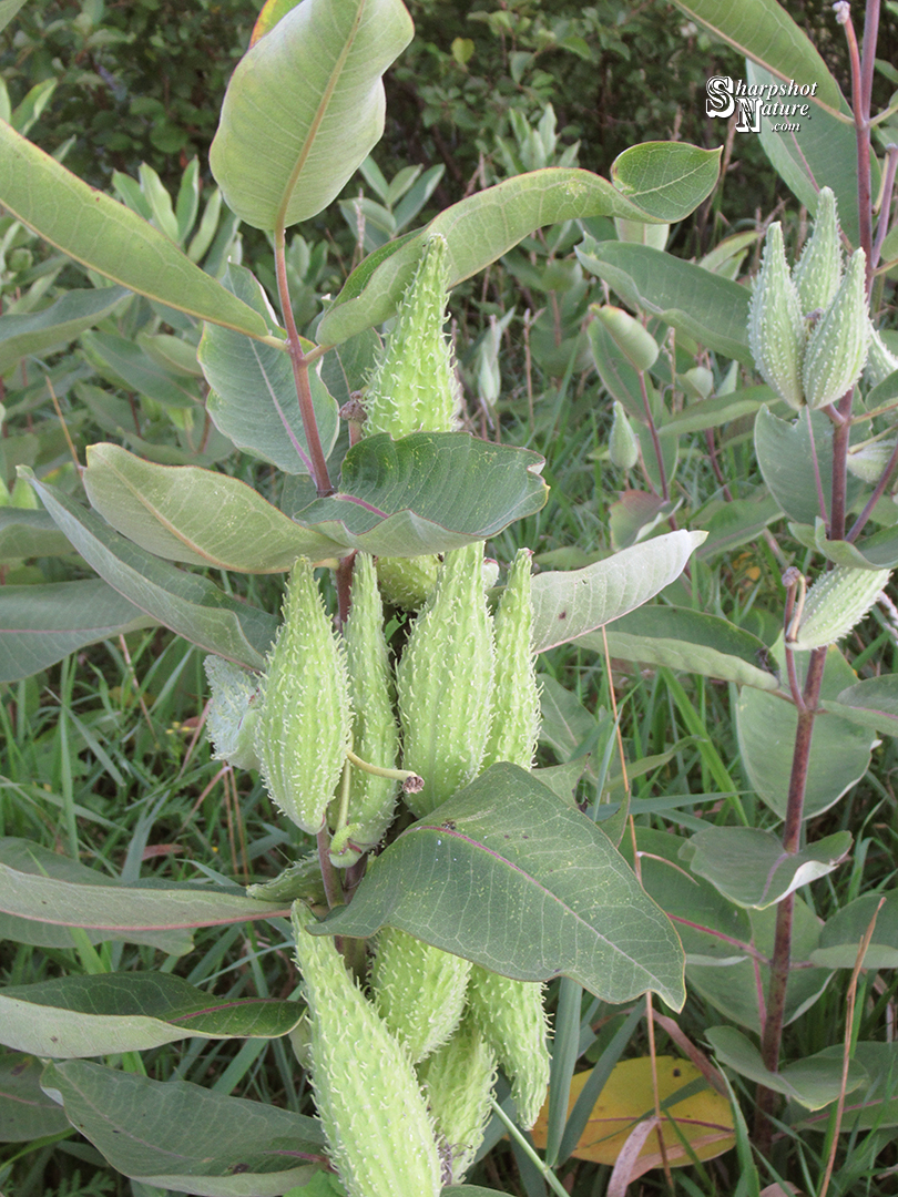 Milkweed
