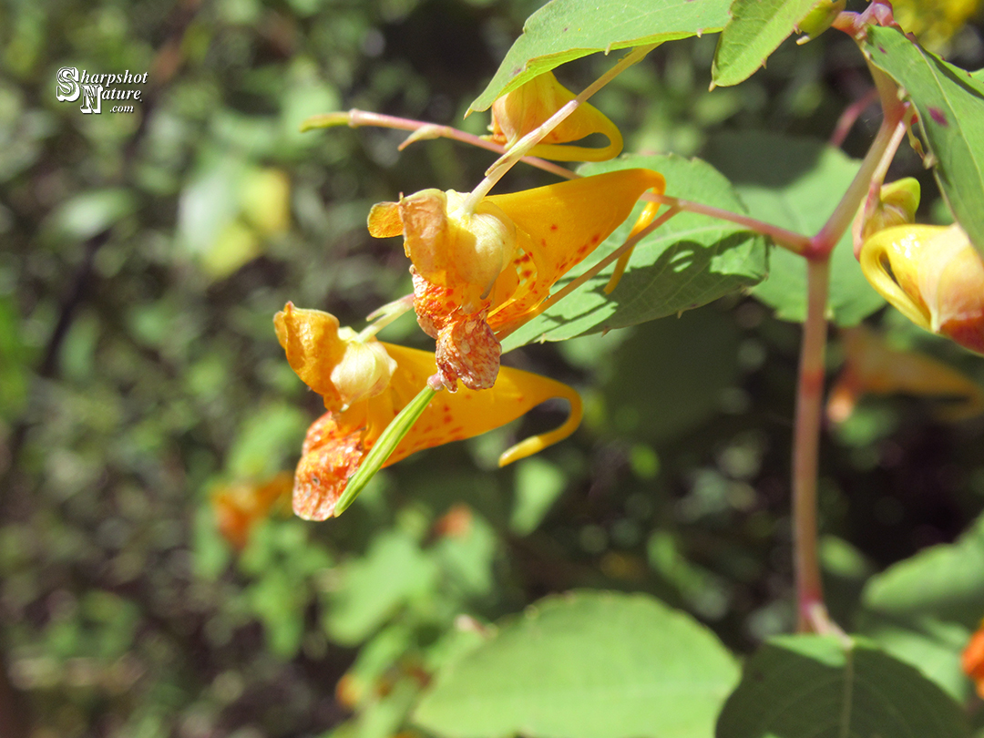 Spotted touch-me-not