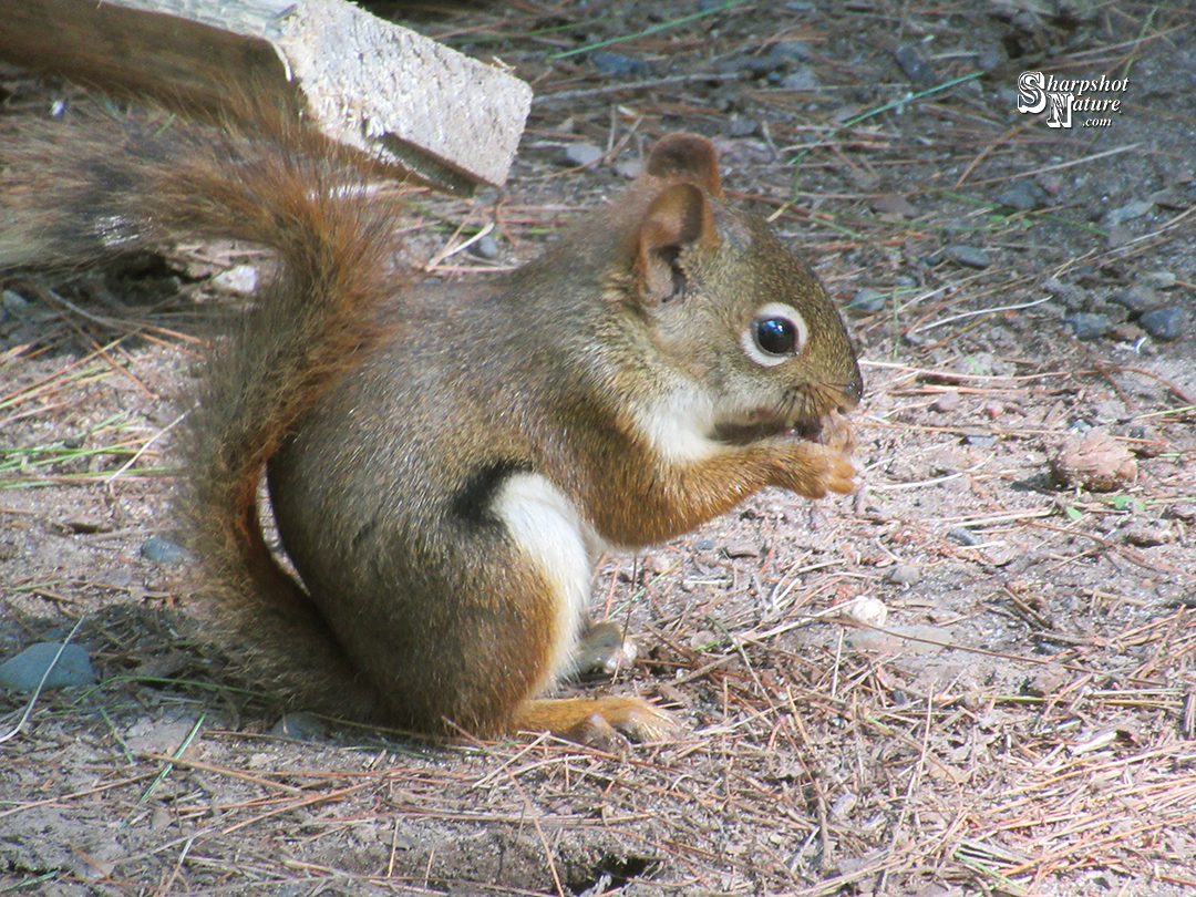 Red Squirrel
