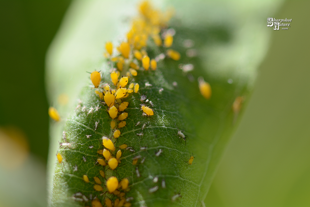 Aphid