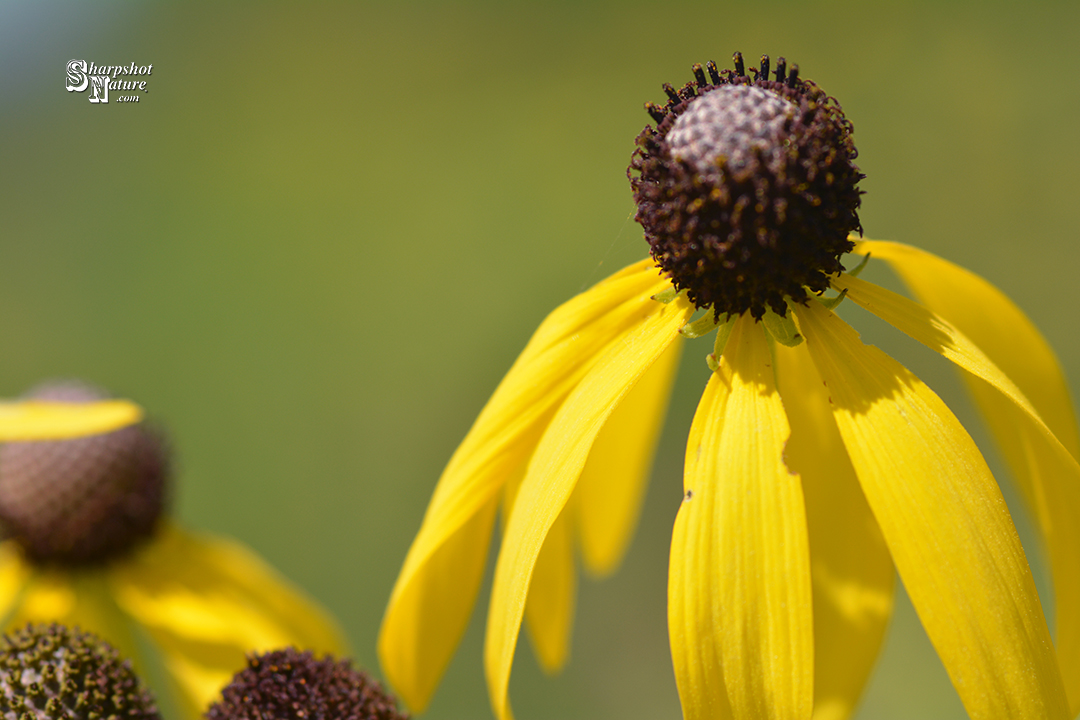 Black-eyed Susan