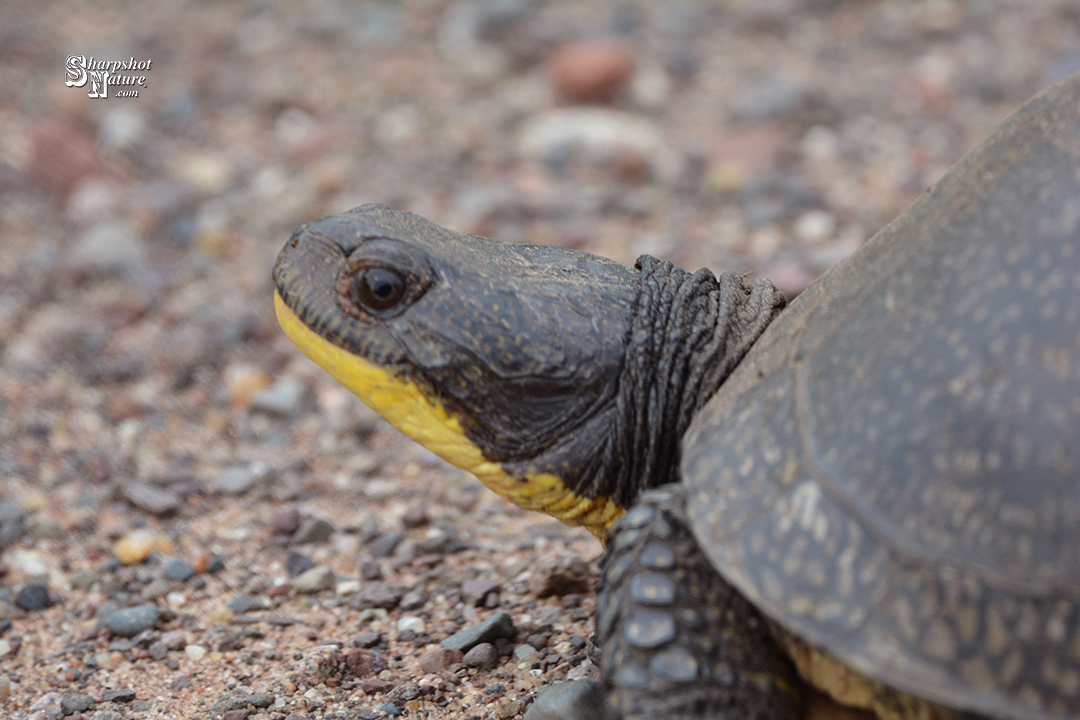 Blandings Turtle