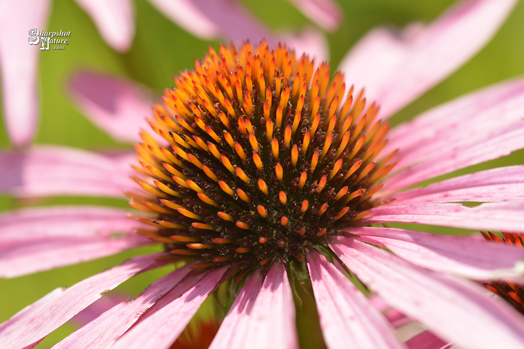 Purple Coneflower