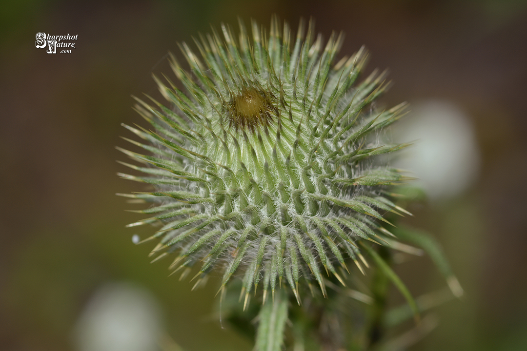 Thistle