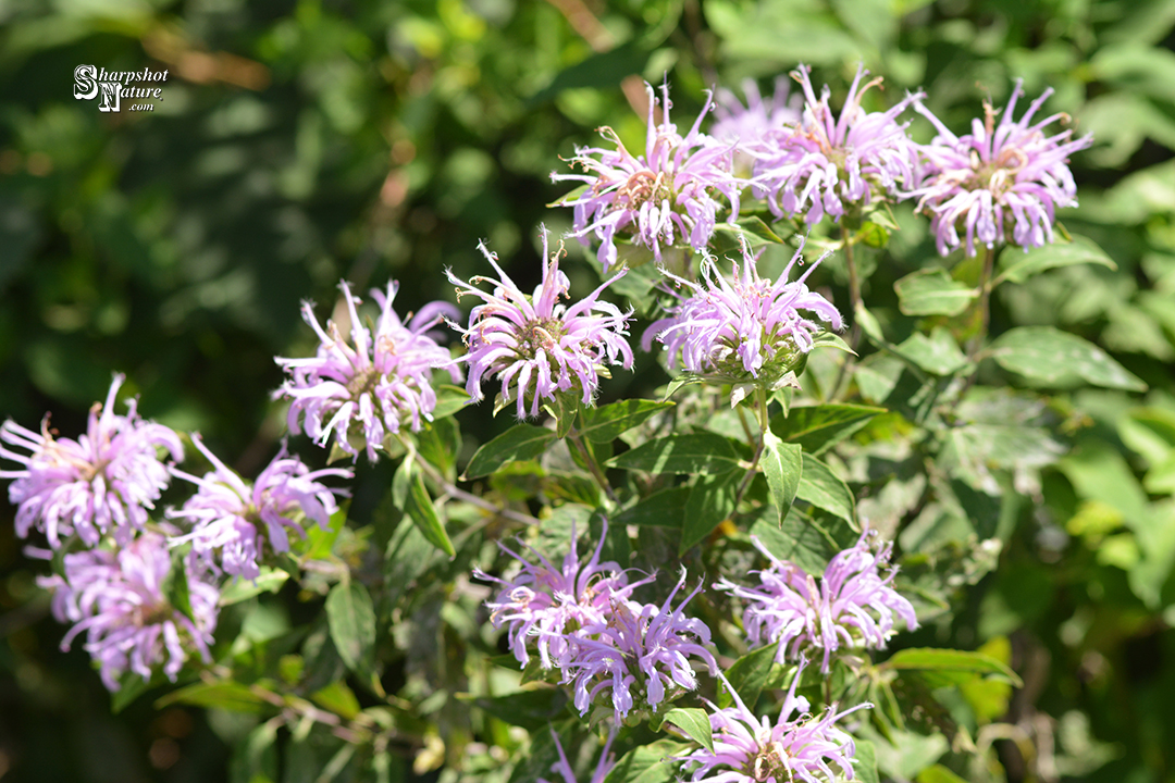Wild Bergamot