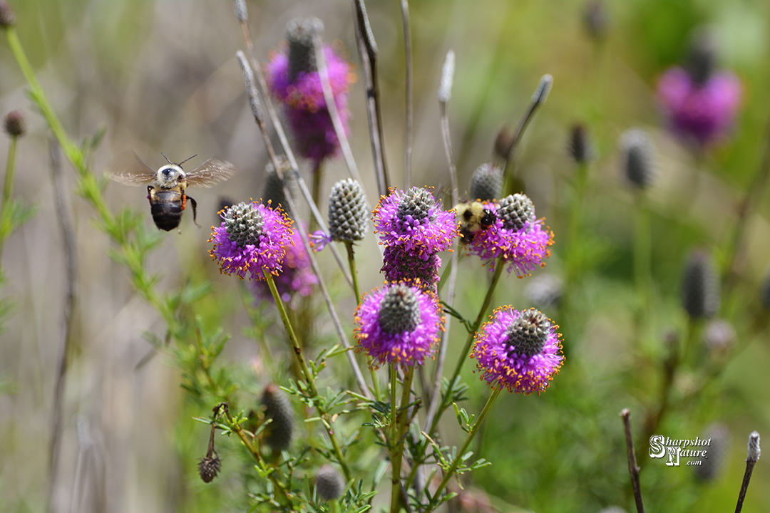 Purple Prairie Clover