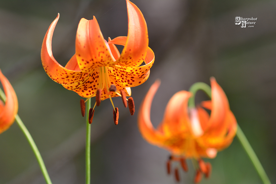 Turks-cap Lily