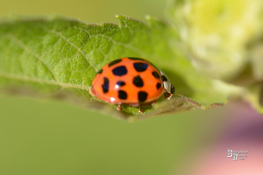 Ladybug