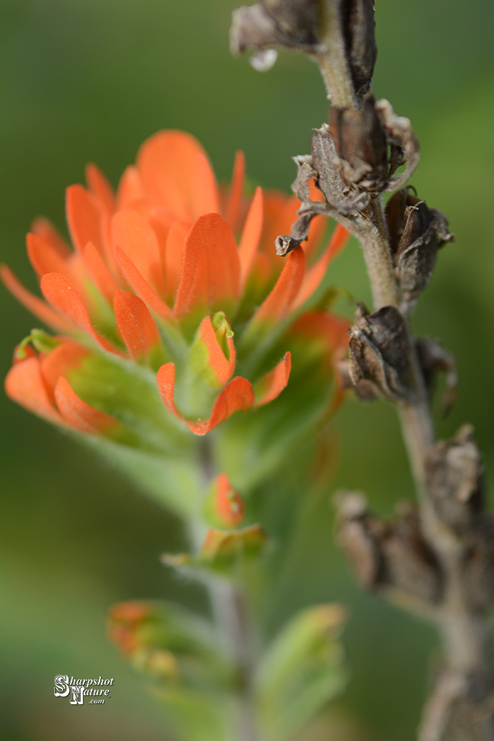 Indian Paintbrush