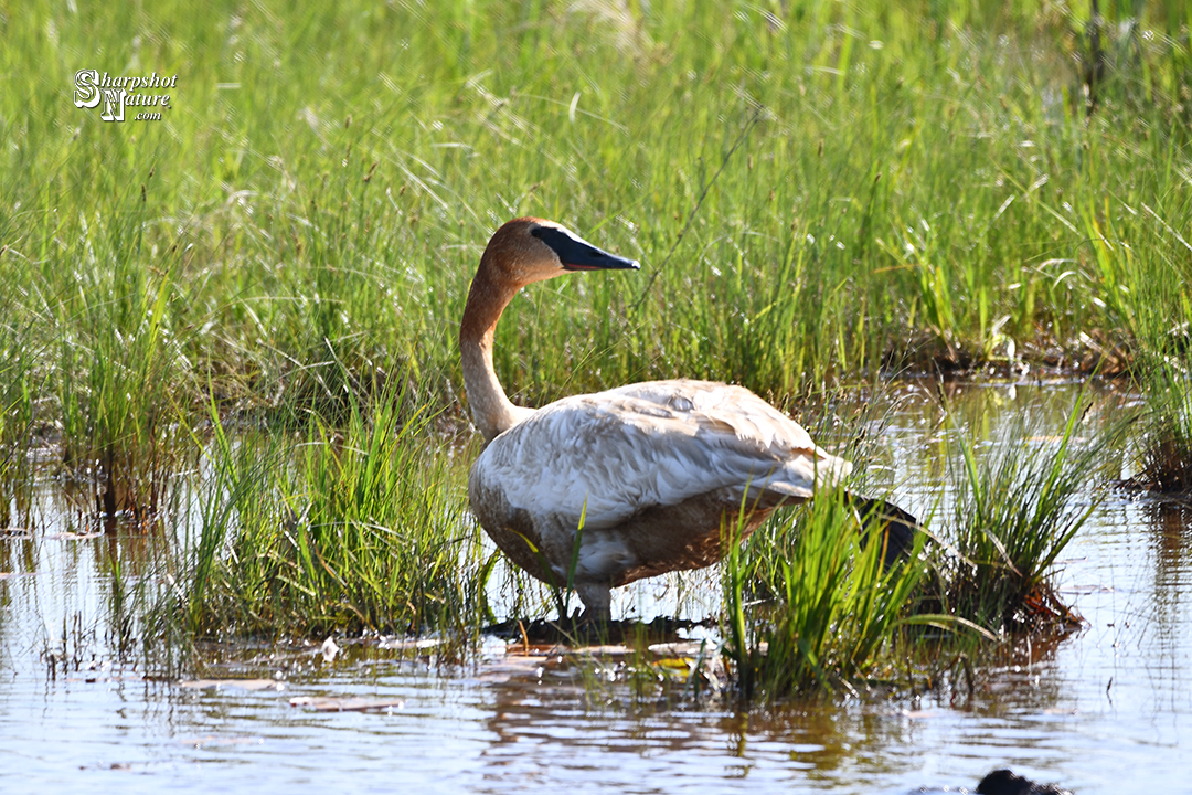 Trumpeter Swan