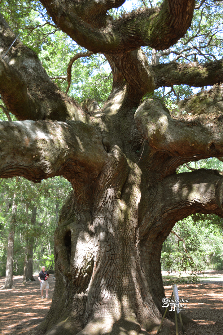 Angel Oak