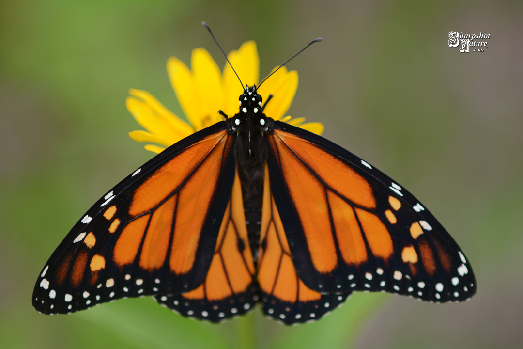 Monarch