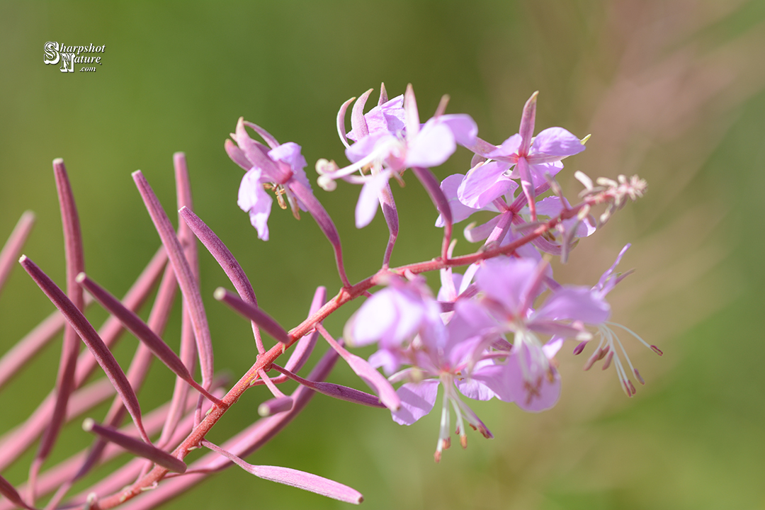 Fireweed