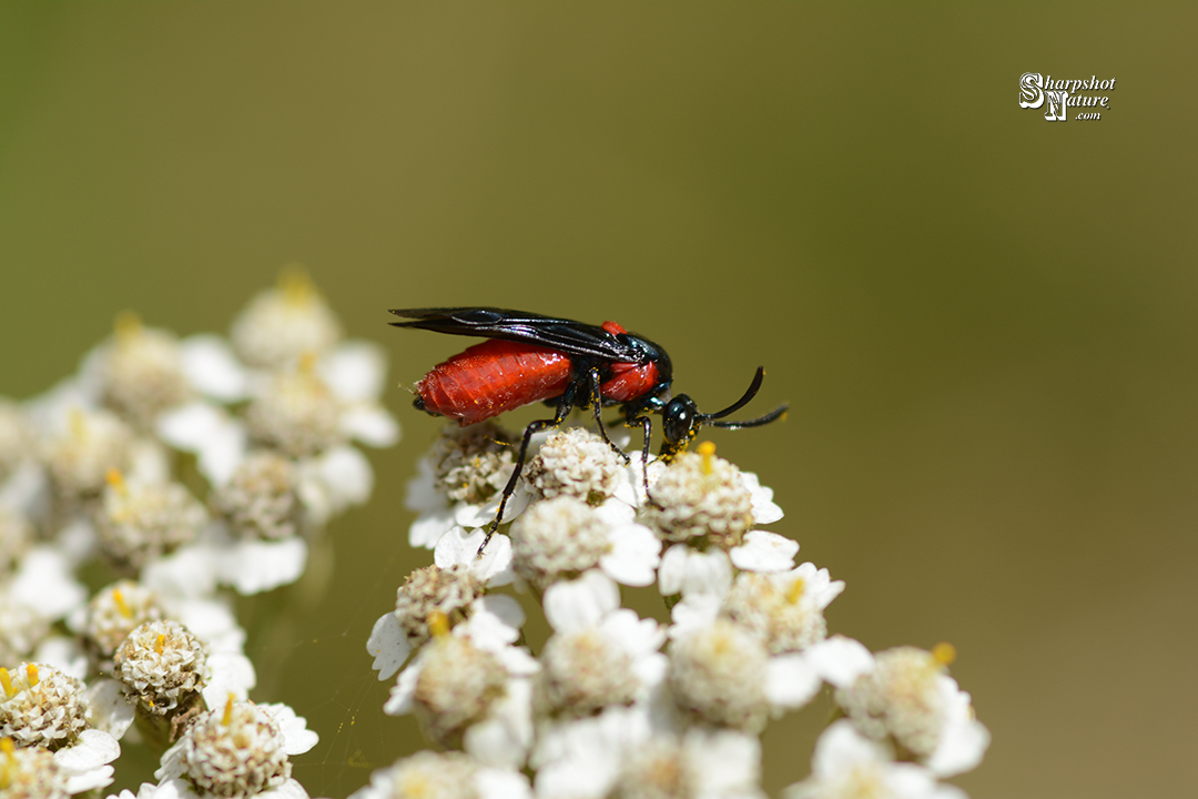 Poison Ivy Sawfly