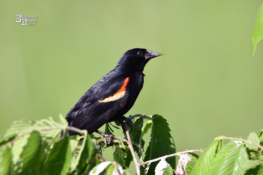 Red-winged Blackbird