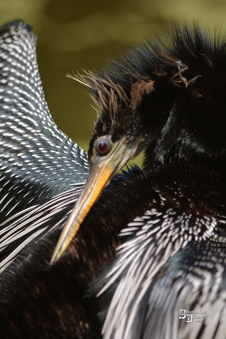 Anhinga