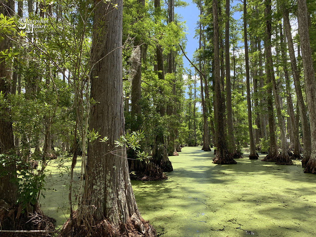 Cypress Tree